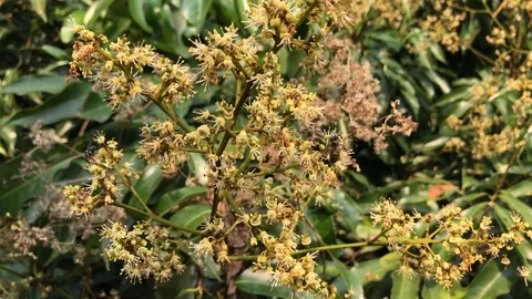 Honey bee finding nectar from lynchee tree Stock Footage 89215945