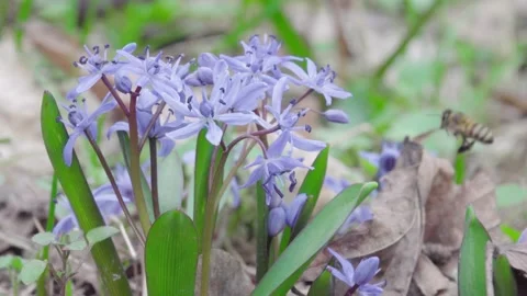 Honey bee on the first tiny spring wildflowers Stock Footage 237258700