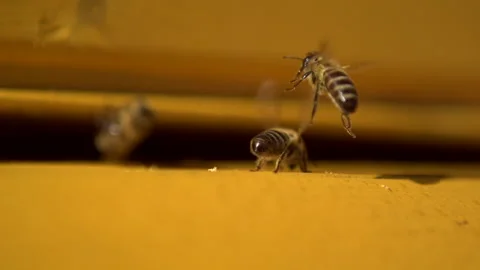 Honey bee flapping winds with another one flying by in slow motion Stock Footage 139002799