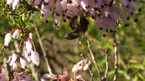 Honey bee flies around tiny pink flowers and stops a couple of times for Video stock 142866141