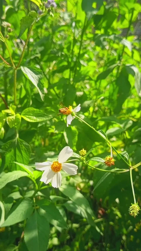 A honey bee flies close to a small white flower in an open garden in sunny Stockbeeldmateriaal 310545963