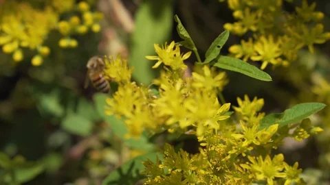 Honey bee flies off the flower 库存影片 94485533