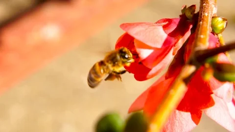Honey bee flight and pollinating 動画素材 106263246