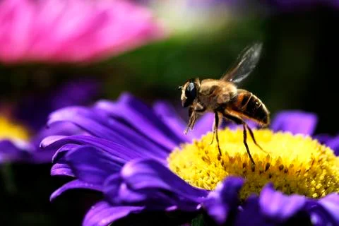 Honey bee in flight Stock Photos