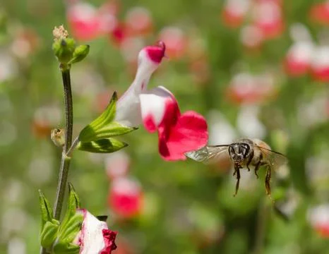Honey Bee In Flight Foto stock
