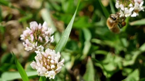Honey Bee Flitting to Clovers Stock Footage 240645582