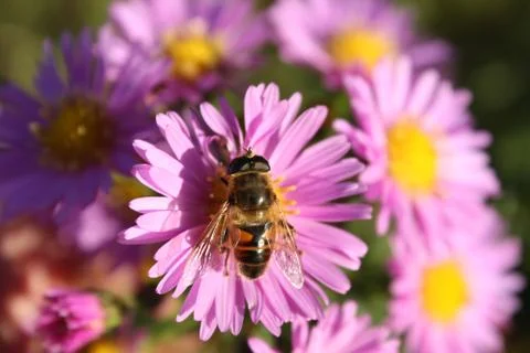 Honey bee on a flowe Foto stock