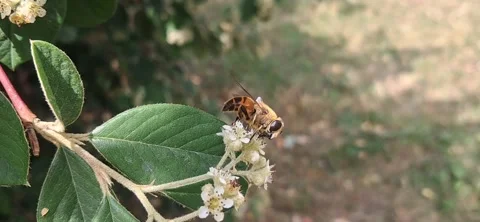 Honey bee on flower close up 動画素材 337324845