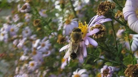 Honey bee on flower Stock Footage 8915066