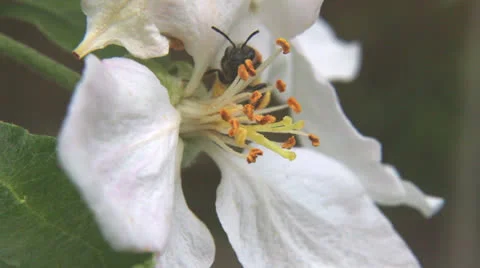 Honey bee on flower Stock Footage 24087701