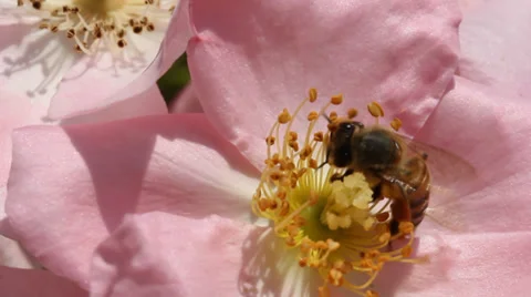 Honey Bee in Flower Stock Footage 31874971
