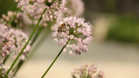 Honey Bee on Flower Stock Footage 37466580