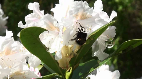 Honey Bee on the flower. Stock Footage 38045677