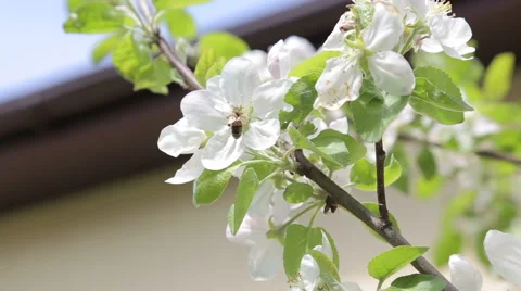 Honey bee on flower Stock Footage 64779087