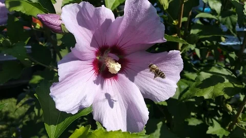 Honey bee on flower Stock Footage 113791004