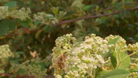 Honey Bee On The Flower Stock Footage 154547440