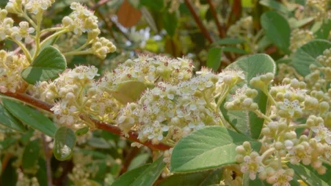 Honey Bee On The Flower Stock Footage 154548486