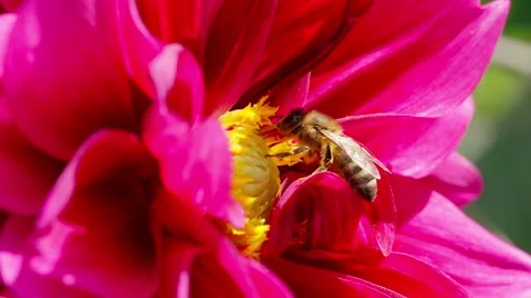 Honey bee on a flower Stock Footage 344571632