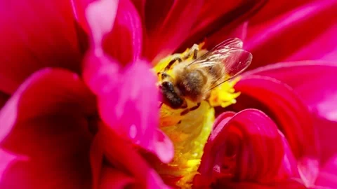 Honey bee on a flower Stock Footage 344571765