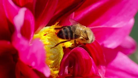 Honey bee on a flower Stock Footage 344571779