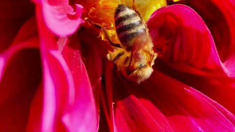 Honey bee on a flower Stock Footage 344571839