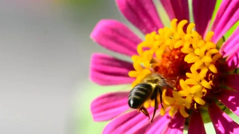 Honey bee on flower macro Stock Footage 74866621