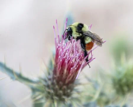 Honey bee on flower Stock Photos