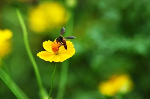 Honey Bee on Flower Stock Photos