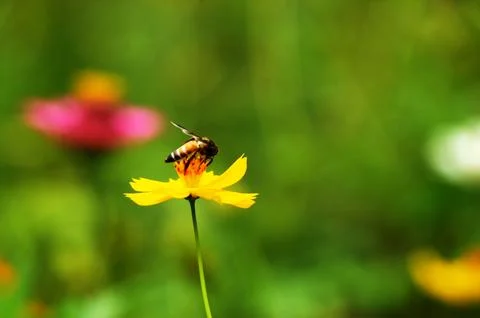 Honey Bee on Flower Stock Photos