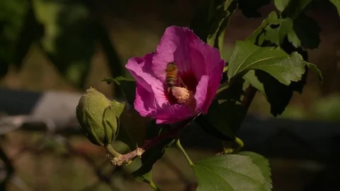 Honey bee flower pollen Stock Footage 81606014