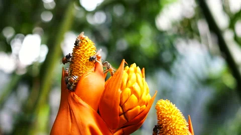 Honey bee on flower pollen Stock Footage 201175480