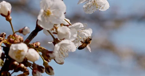 Honey bee on flowers Stock Footage 128366973