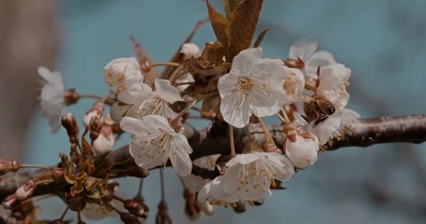 Honey bee on flowers Stock Footage 128367300