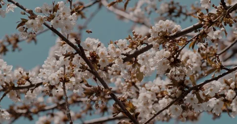 Honey bee on flowers Stock Footage 128371866