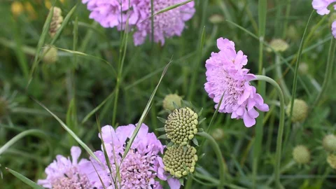 Honey bee on flowers Stock Footage 130144663