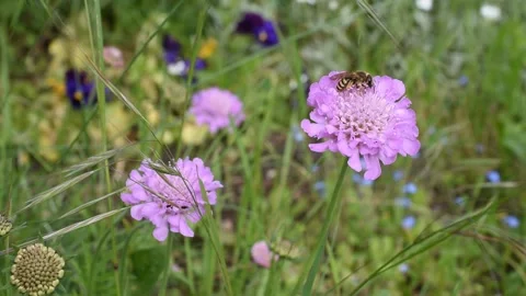 Honey bee on flowers Stock Footage 130438046