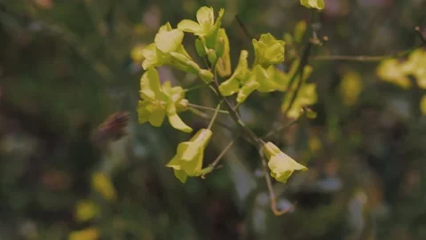Honey bee flying around rapeseed flower collect nectar in the spring field Stock Footage 131554881
