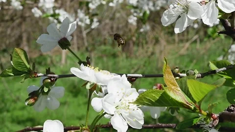Honey bee flying away from a spring flower, rear view Vídeos de archivo 278718034