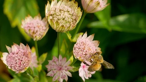 Honey bee flying between pink flowers on a windy day in summer Video stock 112664441