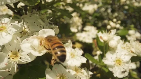 Honey bee flying insect Stock-Footage 274035382