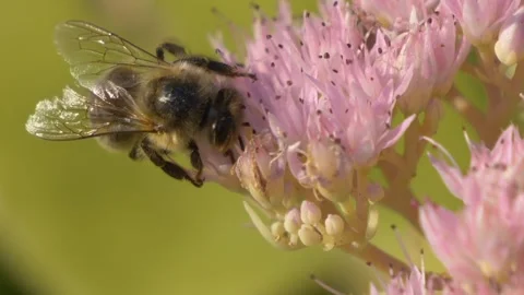 Honey bee flying insect Stock Footage 274415232