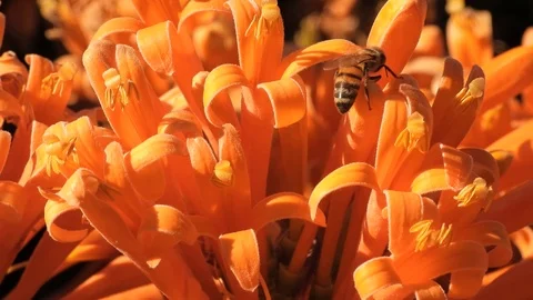 Honey bee flying macro, close up, natural background. Stock Footage 109445762