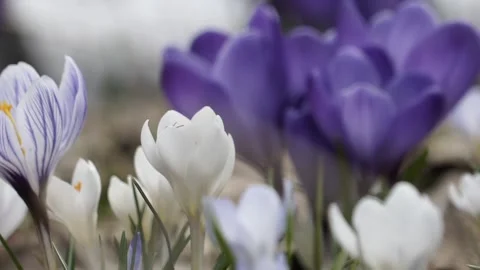 Honey bee flying out of crocus flower :: slow motion Stock Footage 233280429