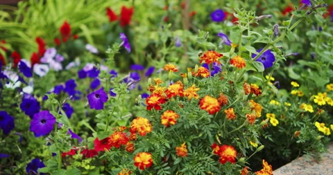 Honey bee flying over beautiful marigold flowers. Bee flying in slowmotion .. Video stock 342006869