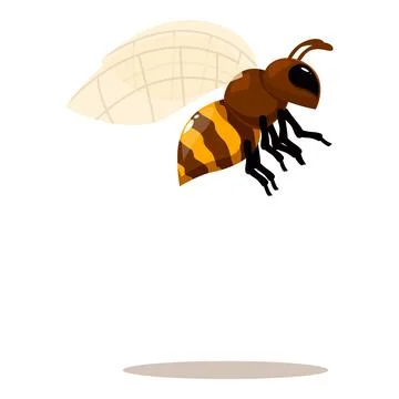 Honey bee flying with spread wings and legs, pollinating insect in motion Stock Illustration