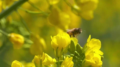 Honey bee flying in spring flowers Stock Footage 167422807