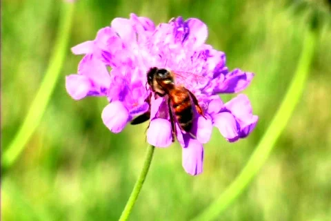 Honey Bee Stock Footage 215643