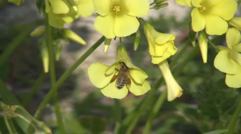 Honey Bee Video stock 1946646