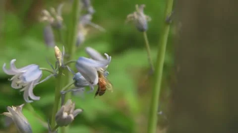 Honey Bee Video stock 10856091