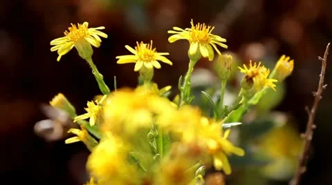 Honey bee Stock Footage 12571113